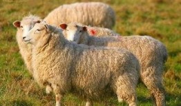 羊了个羊娱乐吃瓜爆料,揭秘娱乐圈最新爆料背后的真相