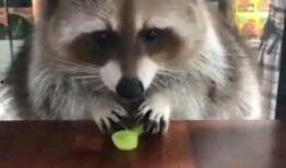 娱乐吃瓜酱小动物视频