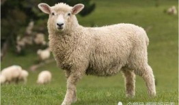 羊了个羊娱乐吃瓜爆料,揭秘娱乐圈最新爆料背后的真相