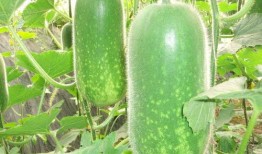 娱乐吃瓜竖屏图片高清,捕捉娱乐圈的趣味瞬间