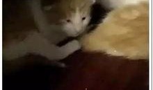 娱乐吃瓜酱小动物视频