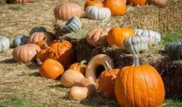 抓马娱乐会火吃瓜,火吃瓜背后的娱乐生态揭秘