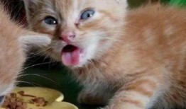 娱乐吃瓜酱70只猫猫,娱乐吃瓜酱带你领略猫咪世界