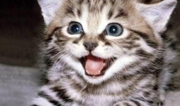 娱乐吃瓜酱70只猫猫,娱乐吃瓜酱带你领略猫咪世界