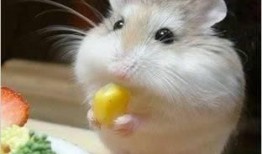 娱乐吃瓜酱鼠鼠头像,揭秘“娱乐吃瓜酱鼠鼠”头像背后的故事与魅力