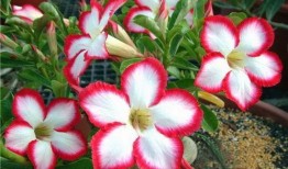 娱乐吃瓜酱沙漠玫瑰,娱乐吃瓜酱的璀璨绽放