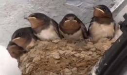 娱乐吃瓜009老燕子,揭秘老燕子背后的故事与传奇