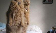 娱乐吃瓜猫咪,揭秘猫咪吃瓜背后的趣味世界