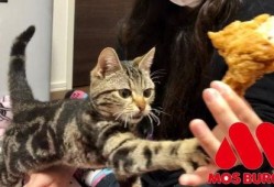 娱乐吃瓜小猫咪视频大全