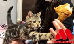 娱乐吃瓜小猫咪视频大全